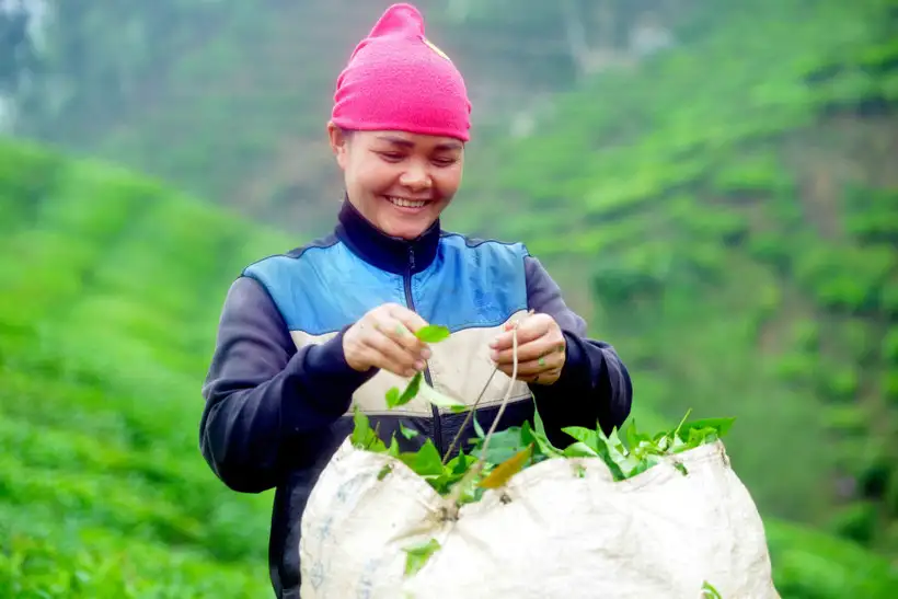 Sơn La giảm nghèo hiệu quả từ mô hình HTX kiểu mới