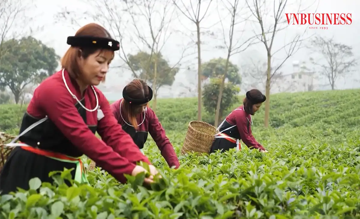 Sức bật nông thôn mới Tuyên Quang nhìn từ những HTX kiểu mới cho doanh thu tiền tỷ