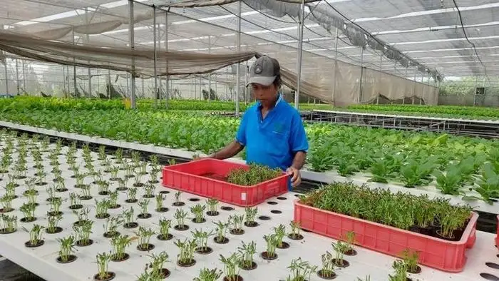 Thành phố Hồ Chí Minh: Phát triển hệ sinh thái nông nghiệp công nghệ cao