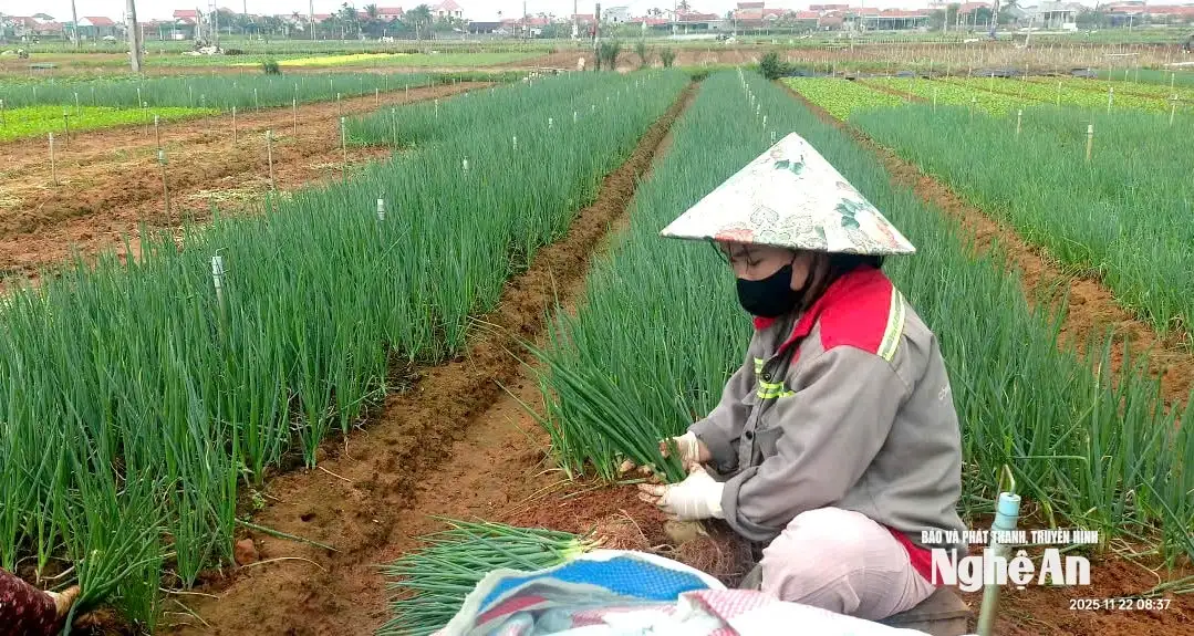 Thời tiết khô ráo, nông dân Nghệ An khẩn trương xuống giống vụ Đông