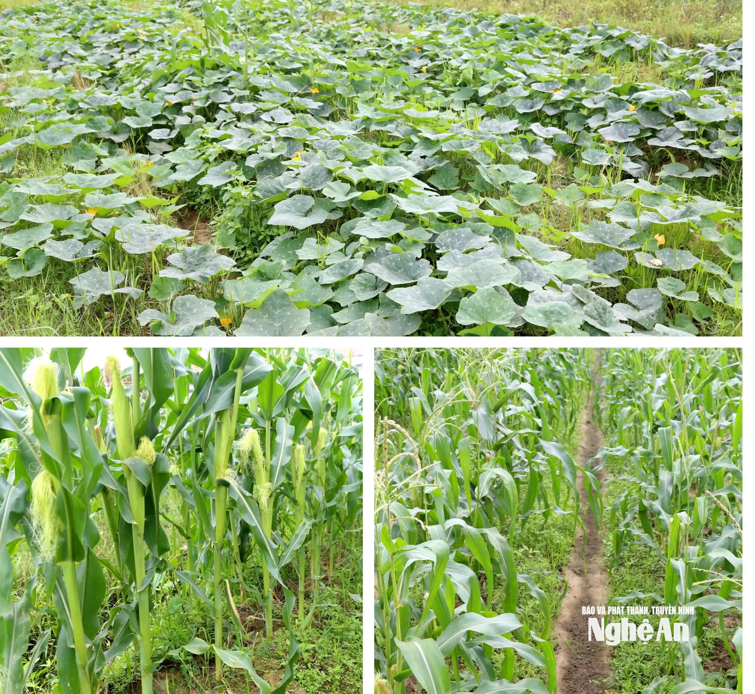 Thời tiết khô ráo, nông dân Nghệ An khẩn trương xuống giống vụ Đông