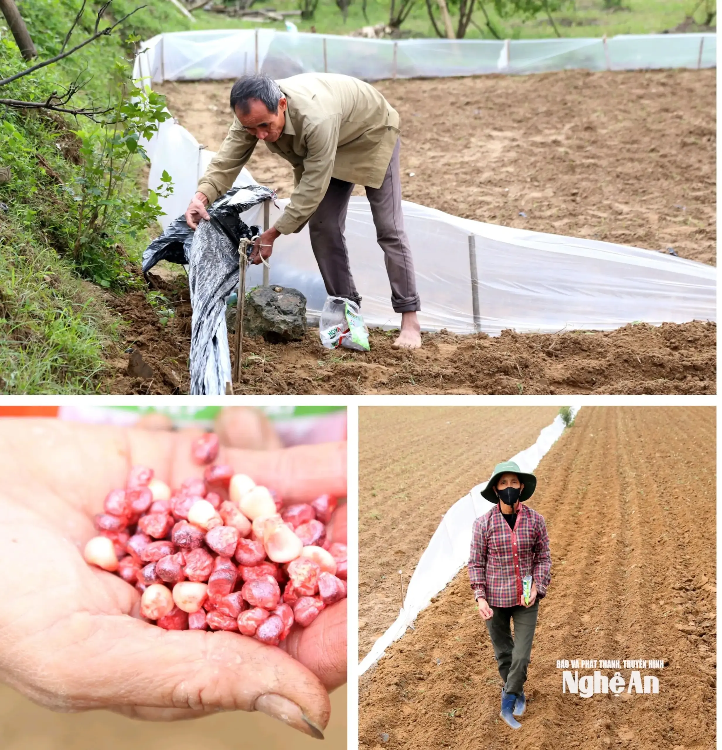 Thời tiết khô ráo, nông dân Nghệ An khẩn trương xuống giống vụ Đông