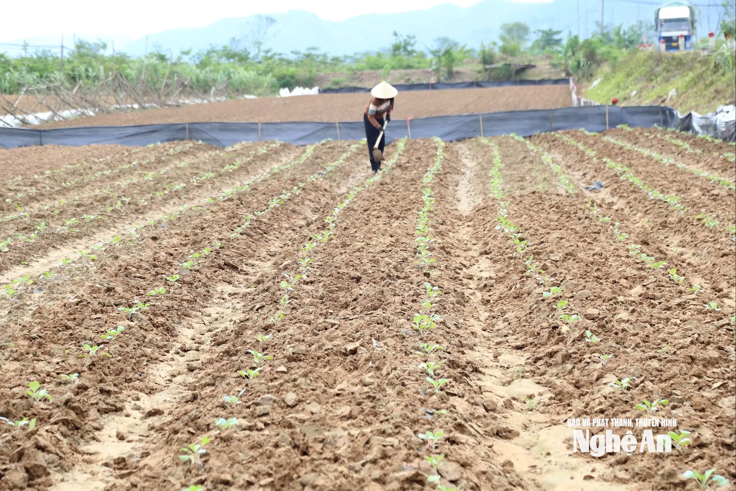 Thời tiết khô ráo, nông dân Nghệ An khẩn trương xuống giống vụ Đông