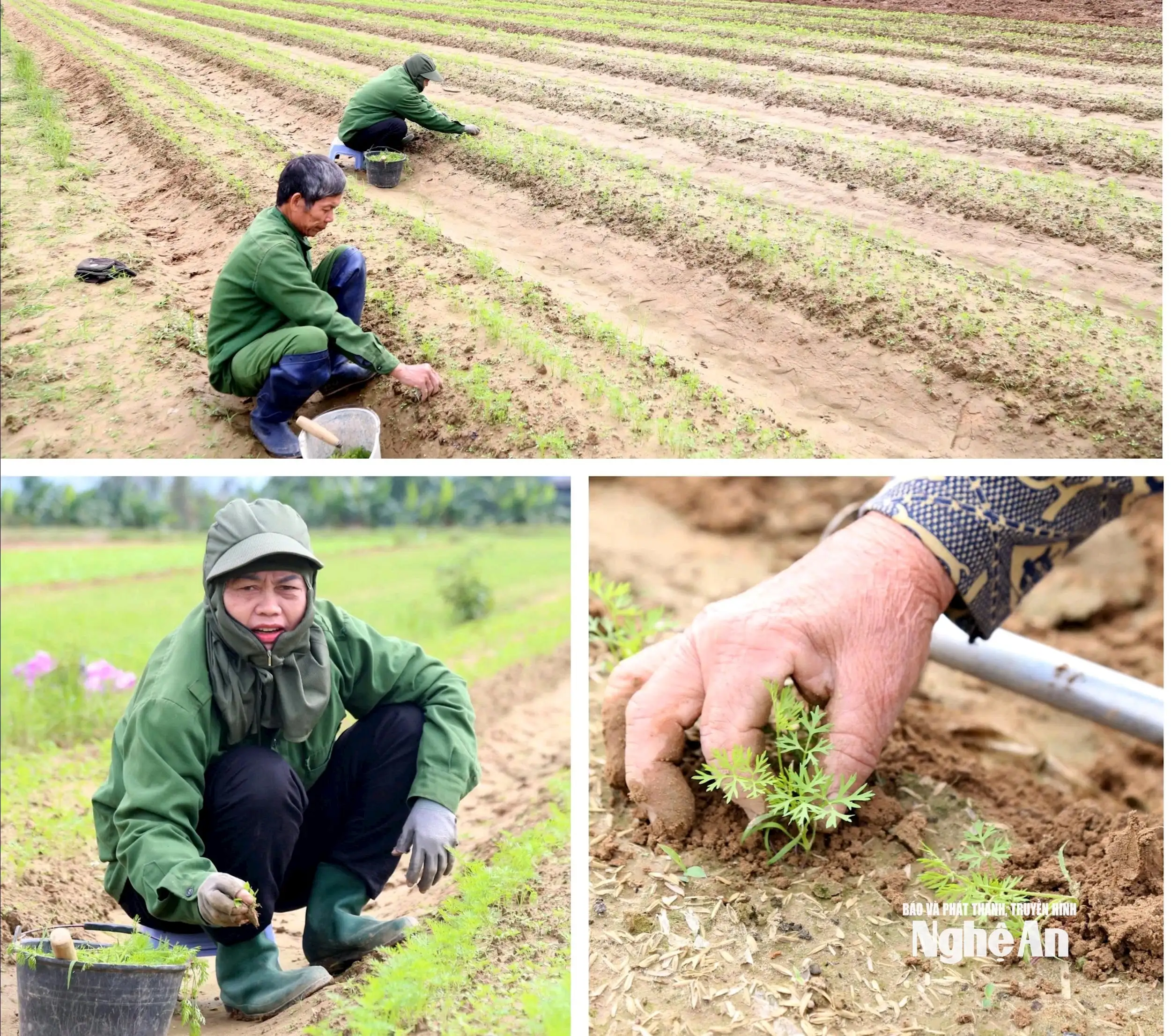 Thời tiết khô ráo, nông dân Nghệ An khẩn trương xuống giống vụ Đông