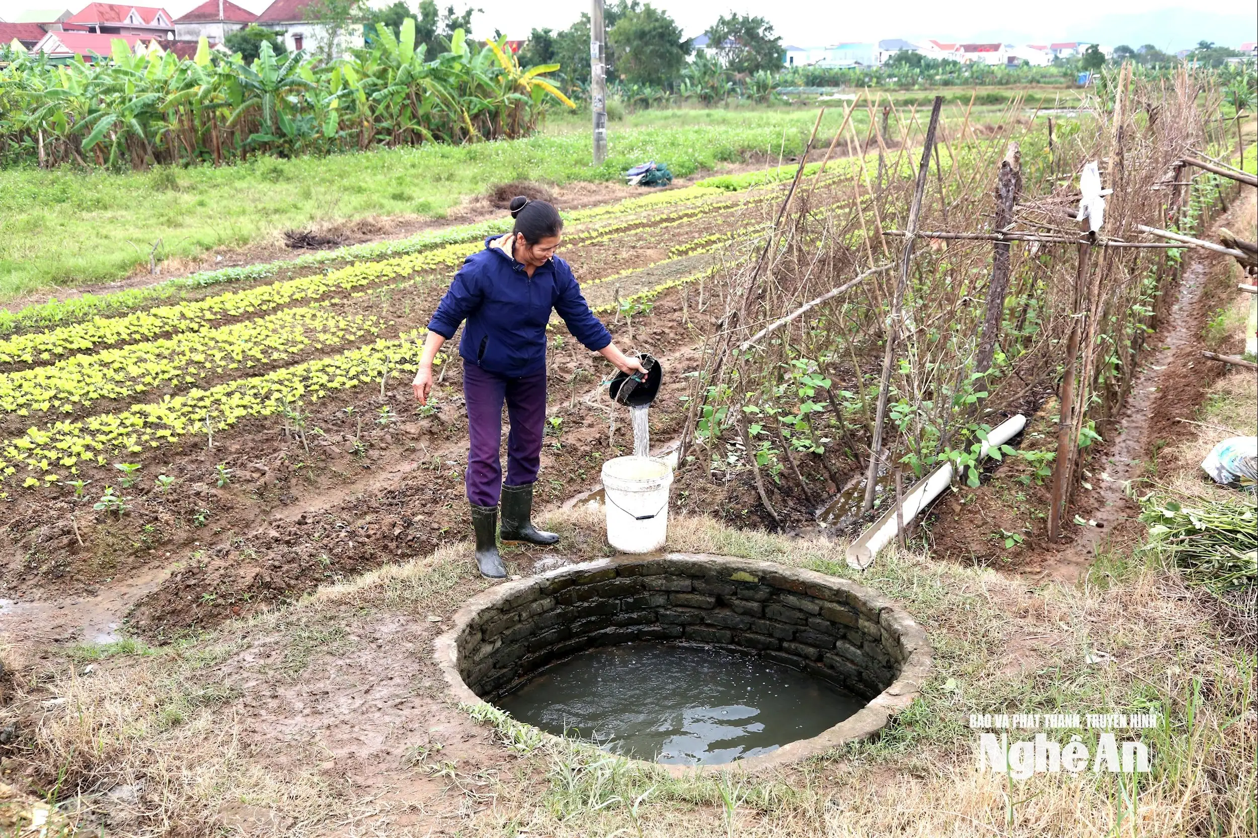 Thời tiết khô ráo, nông dân Nghệ An khẩn trương xuống giống vụ Đông