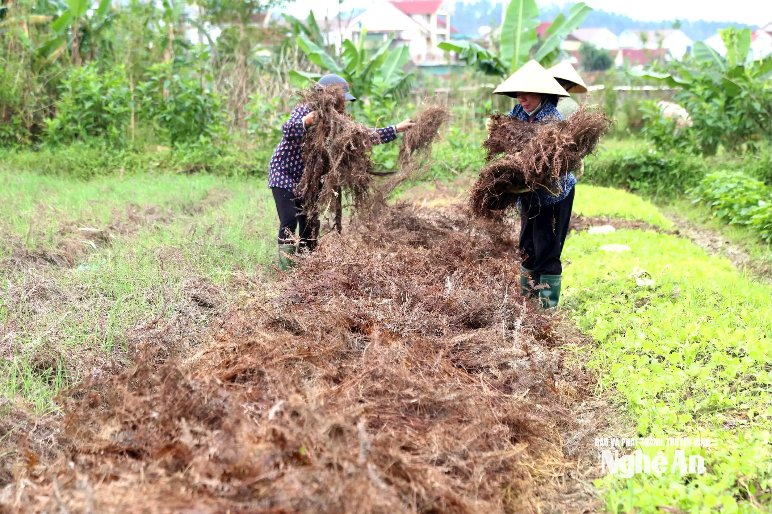 Thời tiết khô ráo, nông dân Nghệ An khẩn trương xuống giống vụ Đông