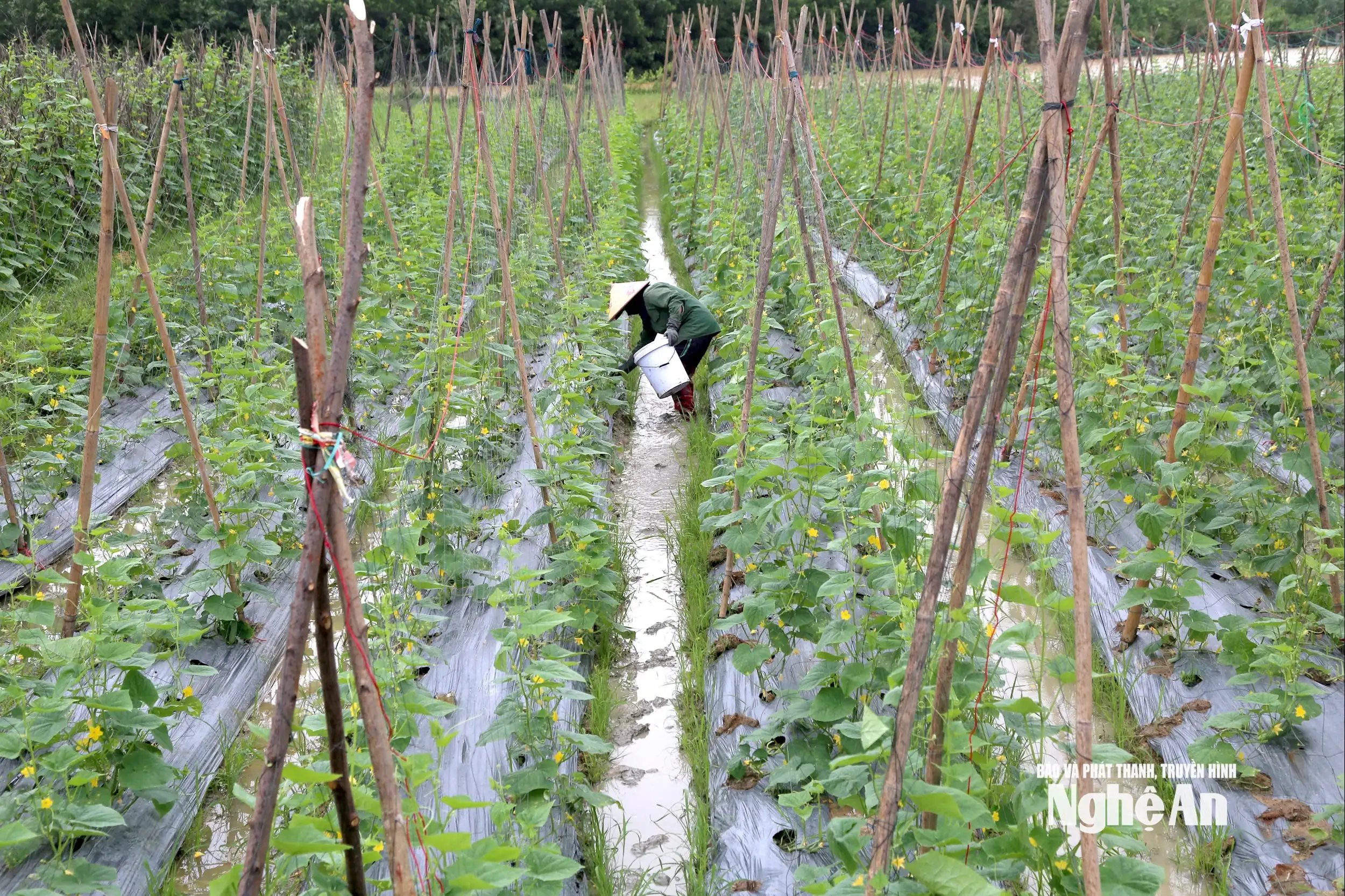 Thời tiết khô ráo, nông dân Nghệ An khẩn trương xuống giống vụ Đông
