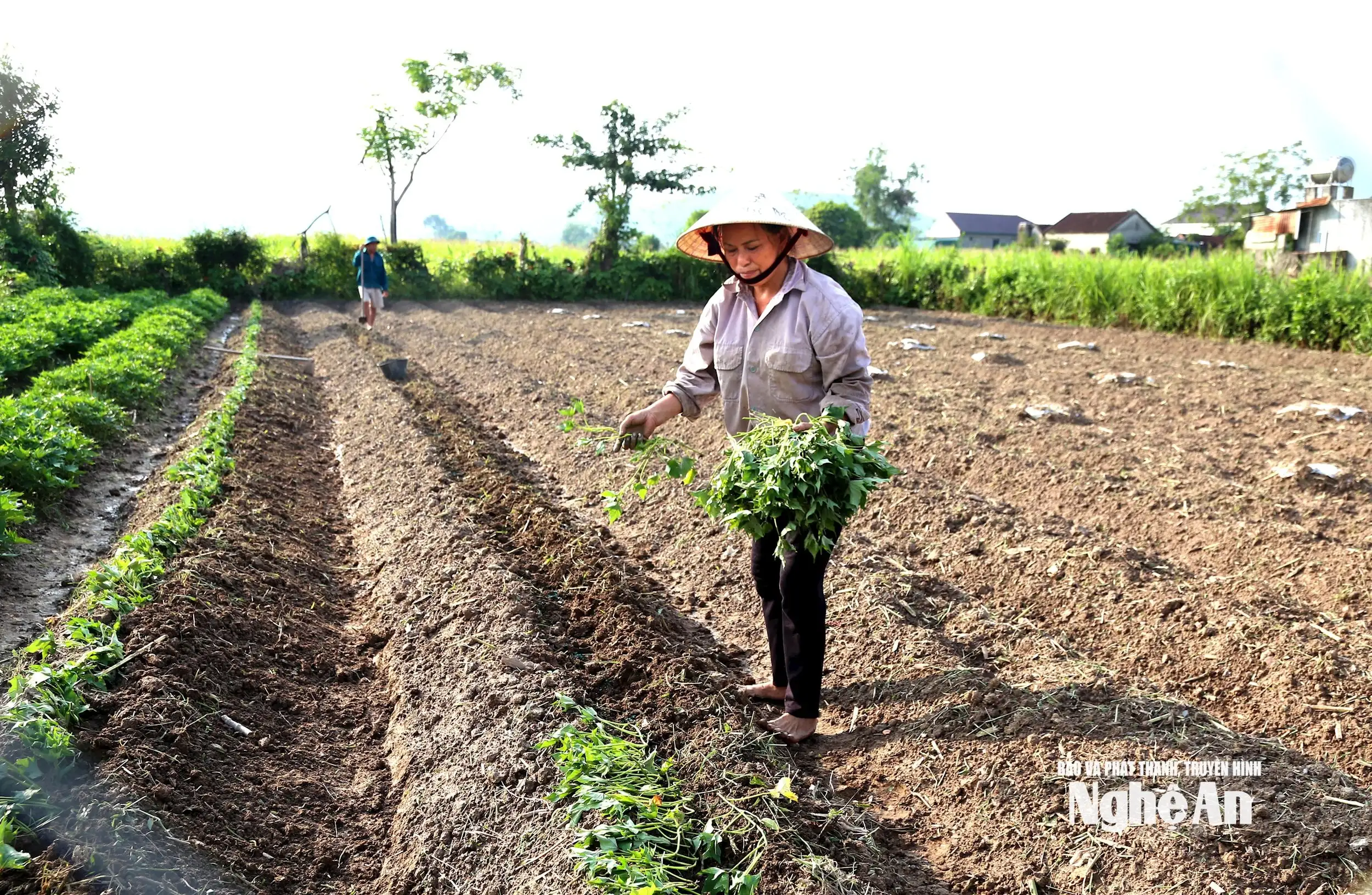 Thời tiết khô ráo, nông dân Nghệ An khẩn trương xuống giống vụ Đông