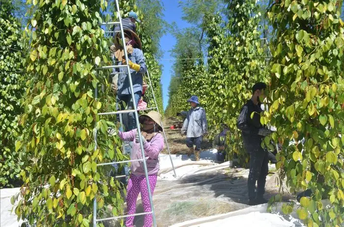 Thúc đẩy các giải pháp sản xuất, kinh doanh hồ tiêu bền vững