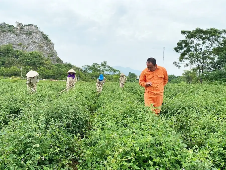 Thực hiện Chương trình OCOP ở Hà Nội:Phát triển sản phẩm từ các vùng chuyên canh