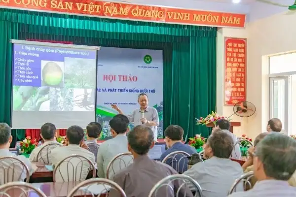 Thực hiện Chương trình OCOP ở Hà Nội:Xã Đại Xuyên quy hoạch vùng rau, bưởi đặc sản