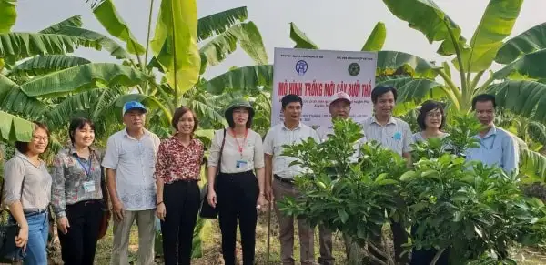 Thực hiện Chương trình OCOP ở Hà Nội:Xã Đại Xuyên quy hoạch vùng rau, bưởi đặc sản