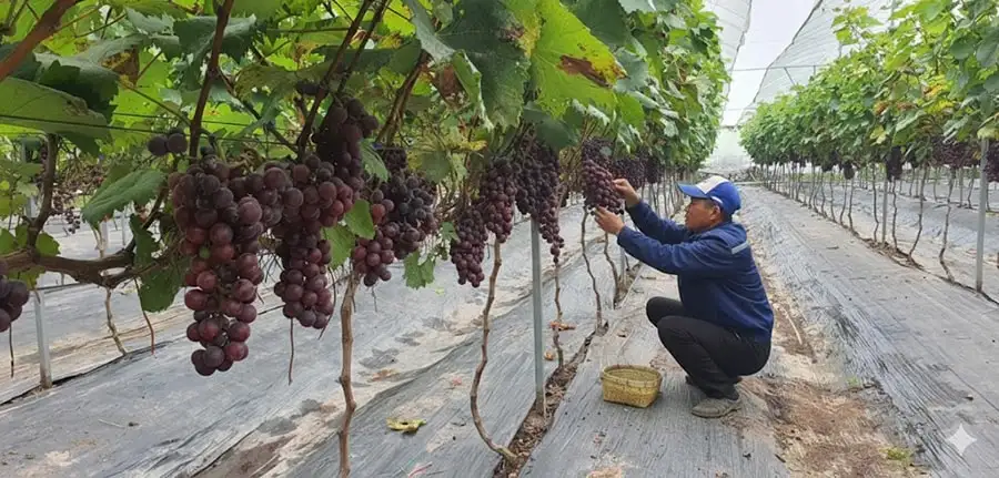 Trái ngọt từ sản xuất nông nghiệp theo hướng hữu cơ tại Hưng Đạo