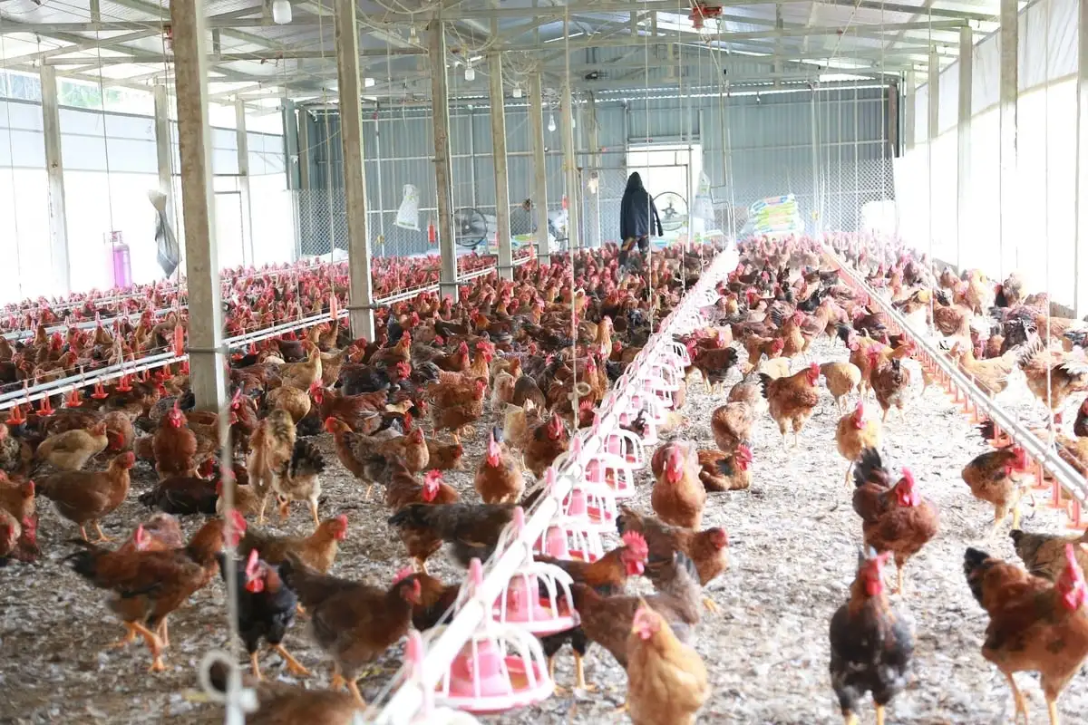 Từ con giống đến tiêu thụ, nông dân yên tâm chăn nuôi khép kín