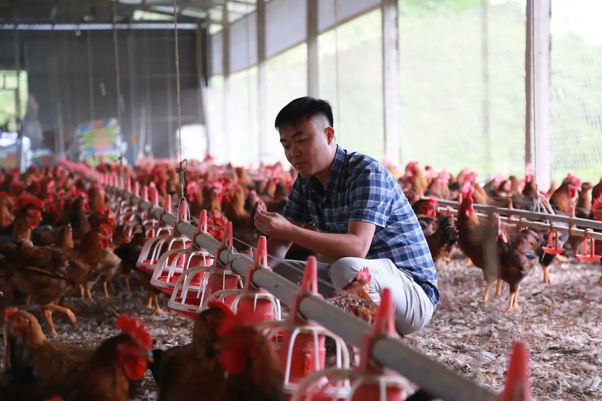 Từ con giống đến tiêu thụ, nông dân yên tâm chăn nuôi khép kín