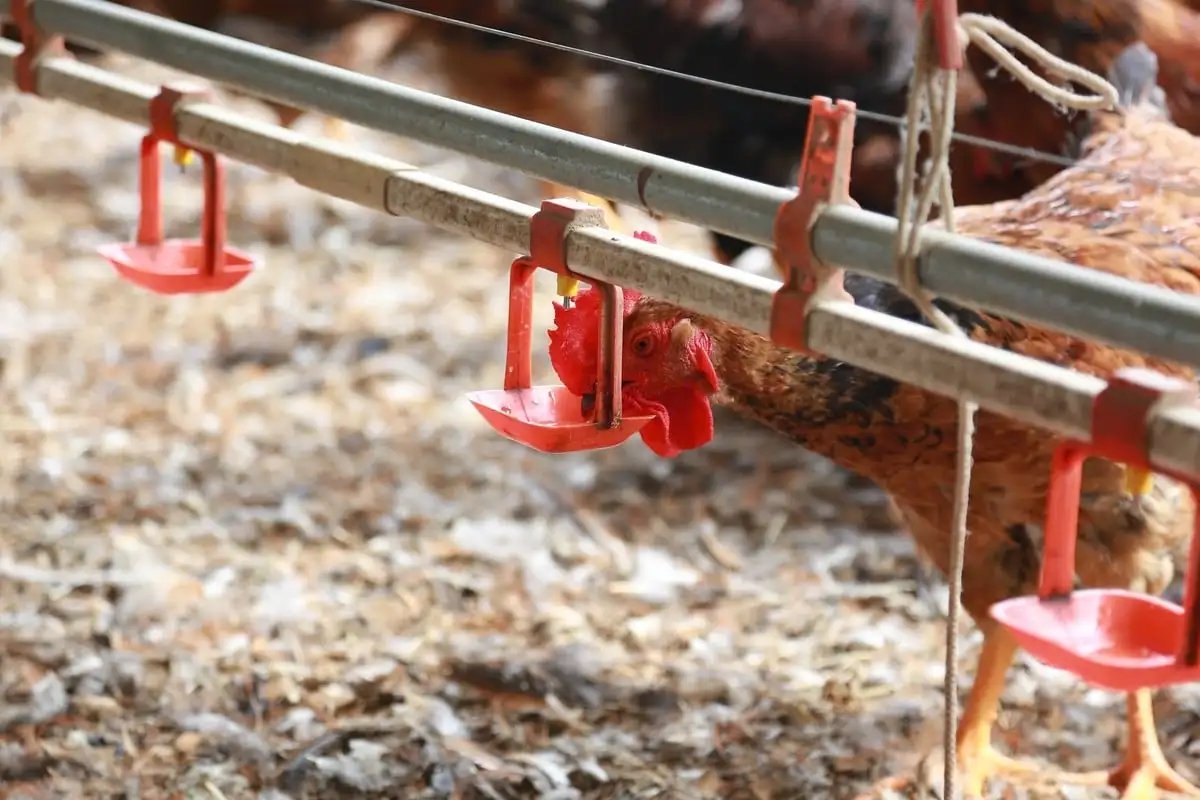 Từ con giống đến tiêu thụ, nông dân yên tâm chăn nuôi khép kín