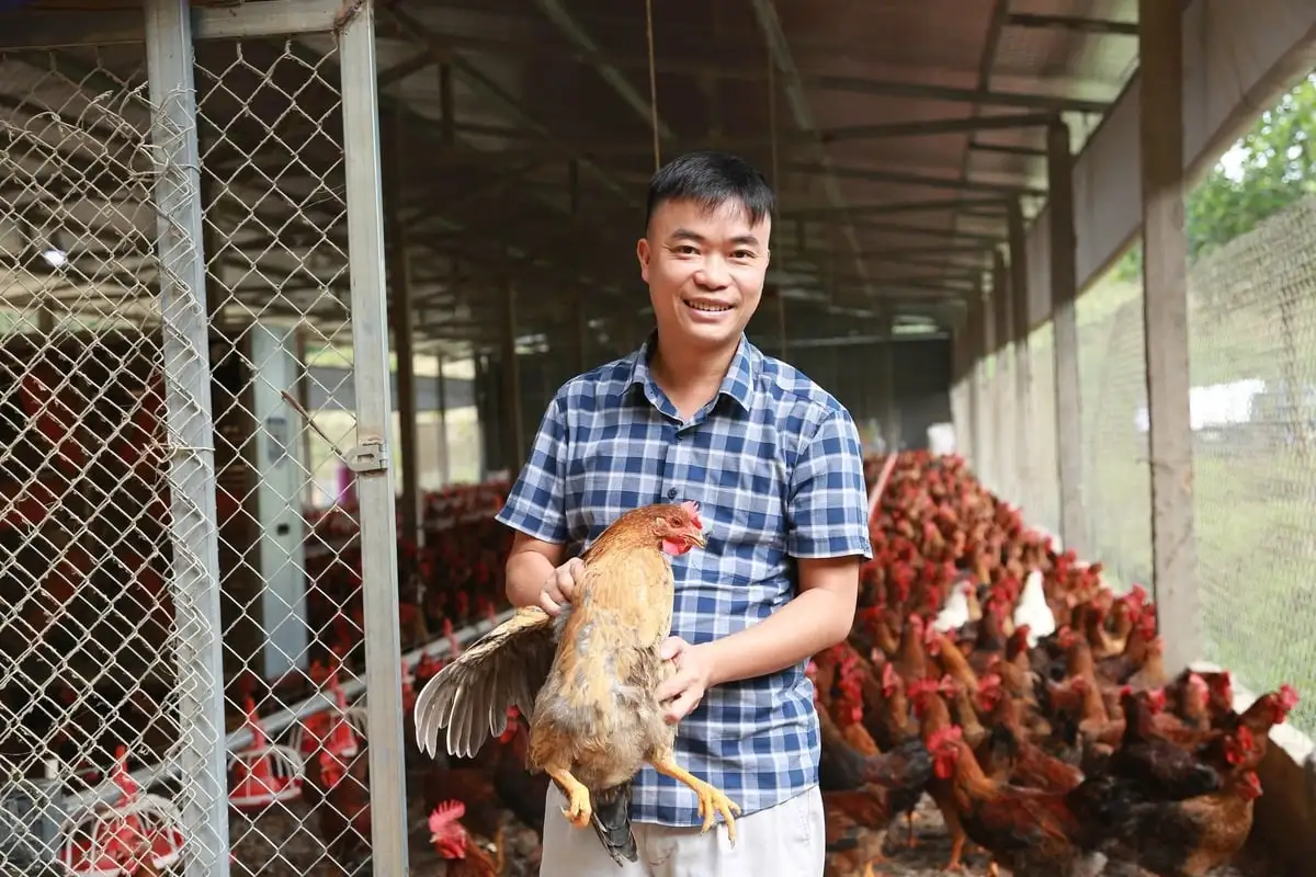 Từ con giống đến tiêu thụ, nông dân yên tâm chăn nuôi khép kín