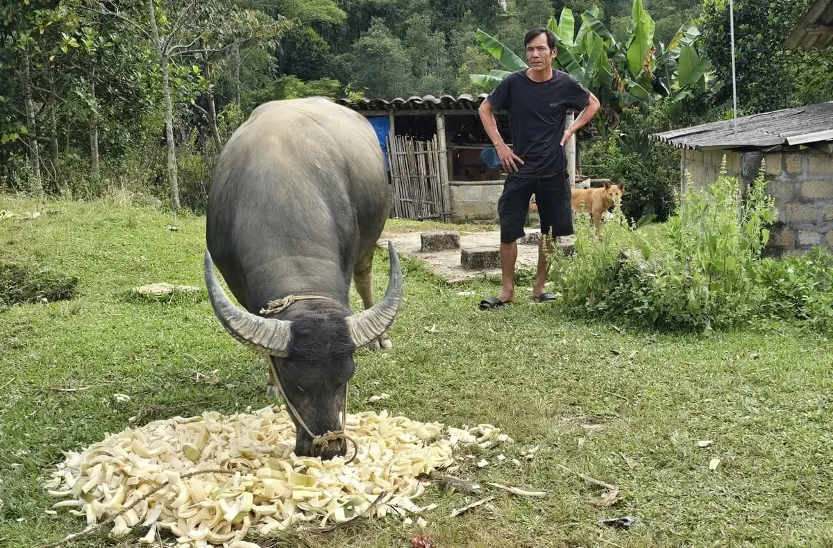 Từ đàn trâu sinh kế đến niềm tin thoát nghèo