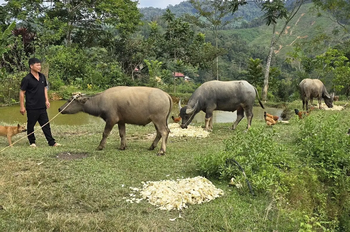 Từ đàn trâu sinh kế đến niềm tin thoát nghèo