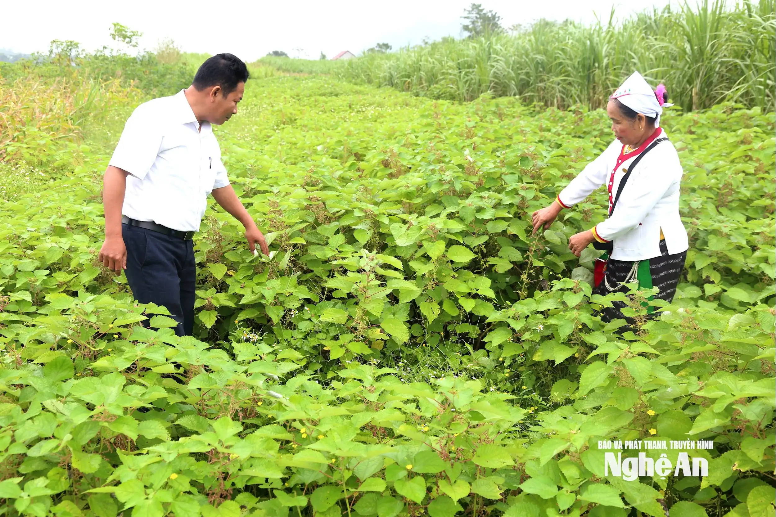 Từ khung cửi đến nông thôn mới &#8211; hành trình giữ sắc Thổ bằng sợi võng gai
