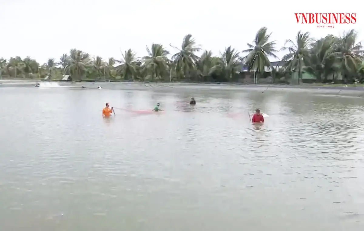 Từ sản vật quê hương đến thương hiệu OCOP trong xây dựng nông thôn mới ở Cà Mau