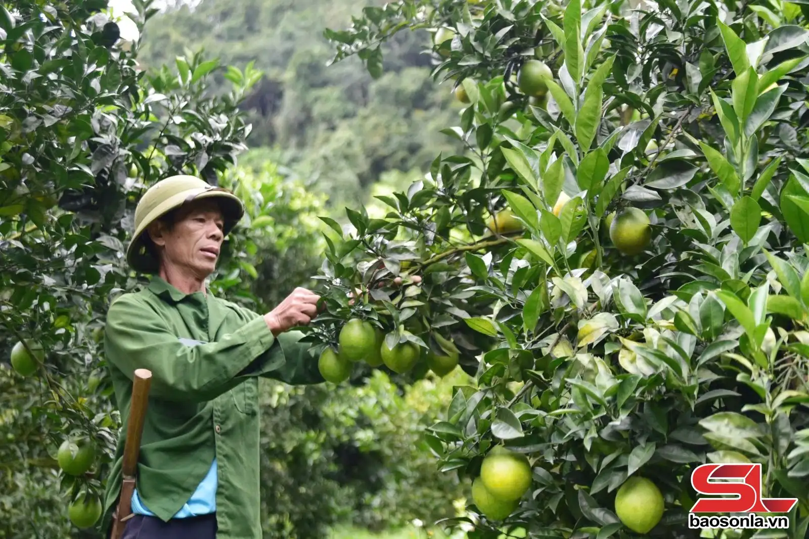 Vân Hồ tập trung xây dựng nông thôn mới sau sáp nhập