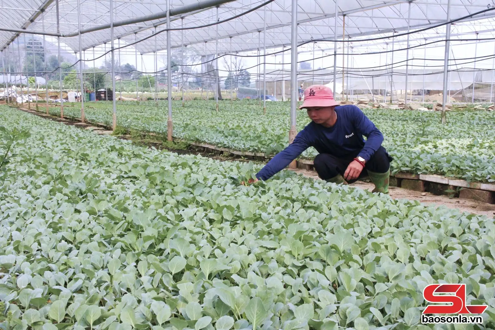 Vân Hồ tập trung xây dựng nông thôn mới sau sáp nhập