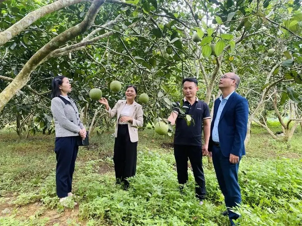 Xây dựng ‘thương hiệu’ cho sản phẩm cây ăn quả