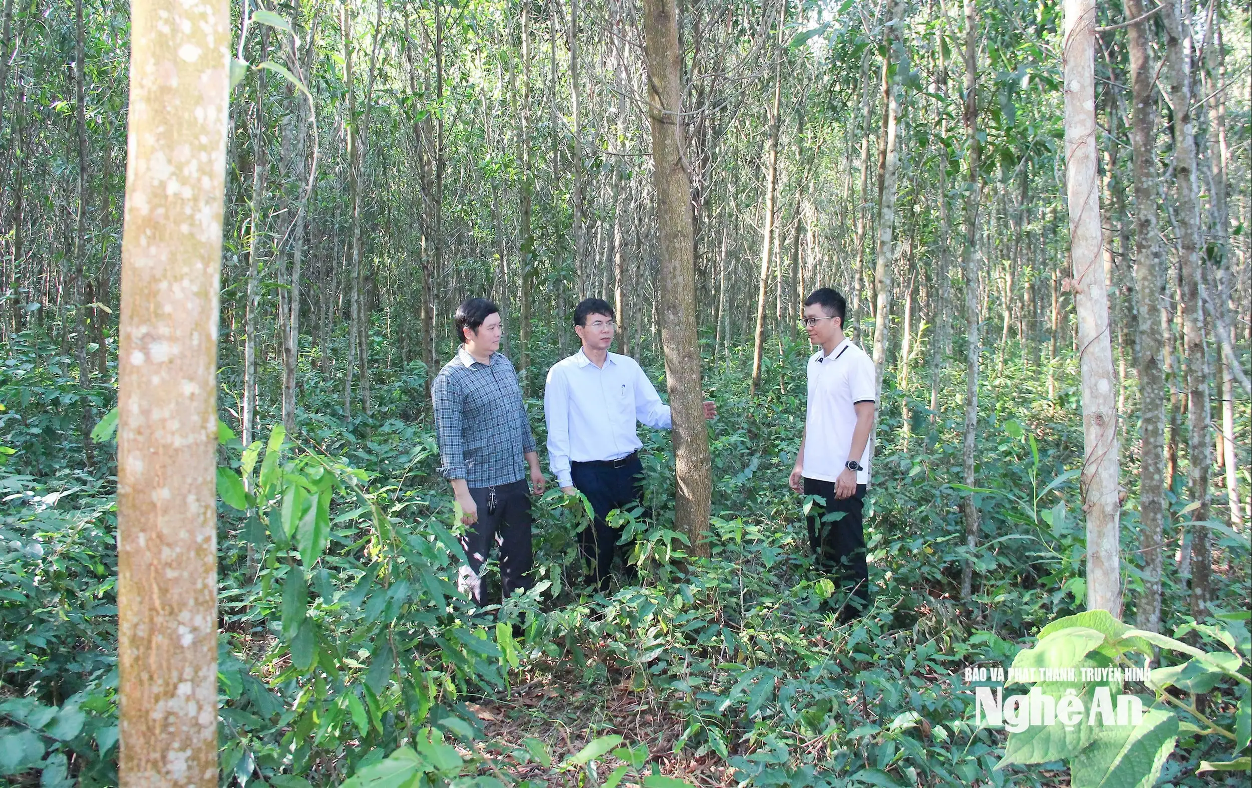 Lâm nghiệp Nghệ An: Vững bước vào kỷ nguyên phát triển xanh và bền vững