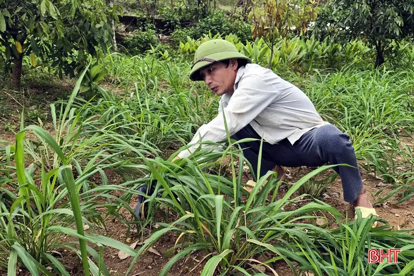 Mô hình sinh kế – “đòn bẩy” giúp Kỳ Thượng giảm nghèo bền vững