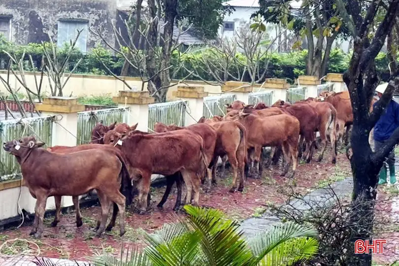 Mô hình sinh kế – “đòn bẩy” giúp Kỳ Thượng giảm nghèo bền vững