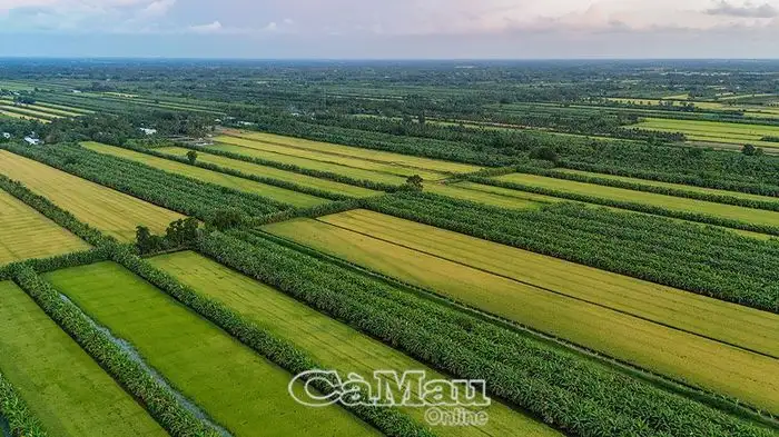 Nâng cao giá trị sản phẩm chuối xiêm