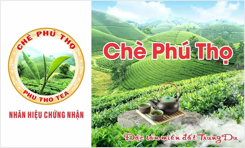 Quản lý và phát triển nhãn hiệu để nâng tầm thương hiệu “Chè Phú Thọ”