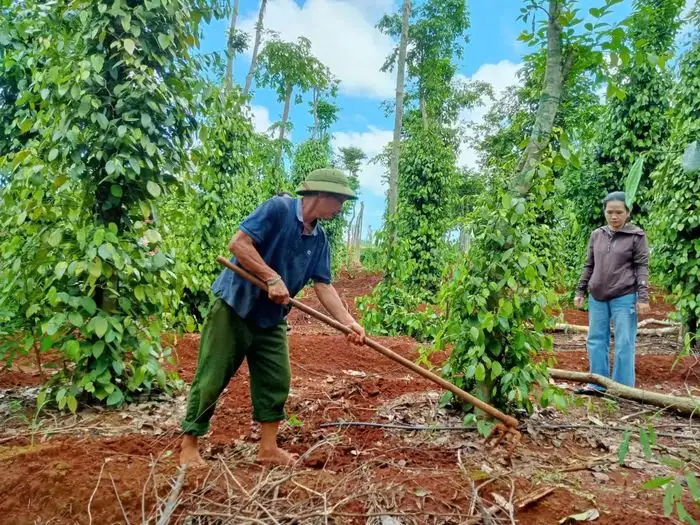 Tăng giá trị sản phẩm hồ tiêu nhờ sản xuất hữu cơ
