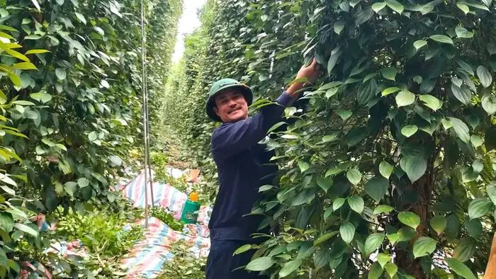 Tăng giá trị sản phẩm hồ tiêu nhờ sản xuất hữu cơ