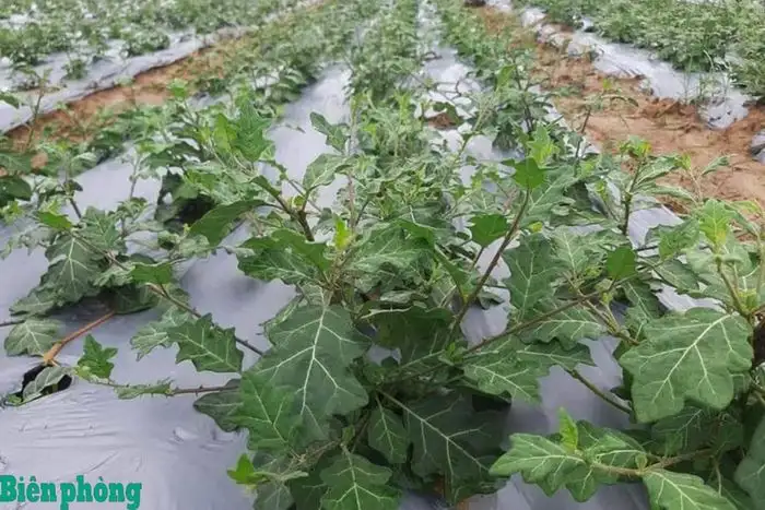 Thoát nghèo nhờ trồng cây dược liệu ở Con Cuông