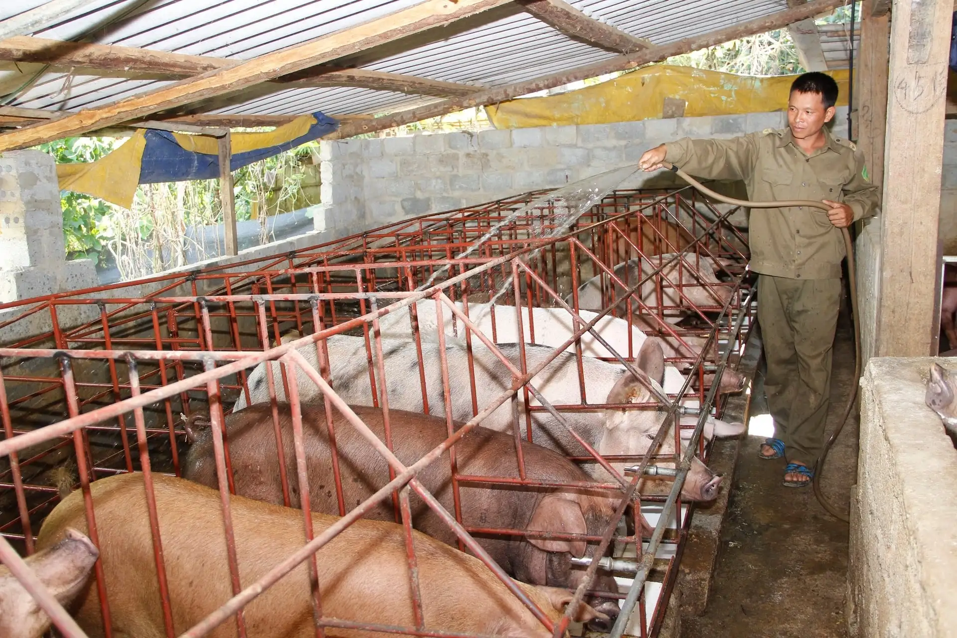 Thu trăm triệu mỗi năm nhờ thay đổi tập quán chăn nuôi