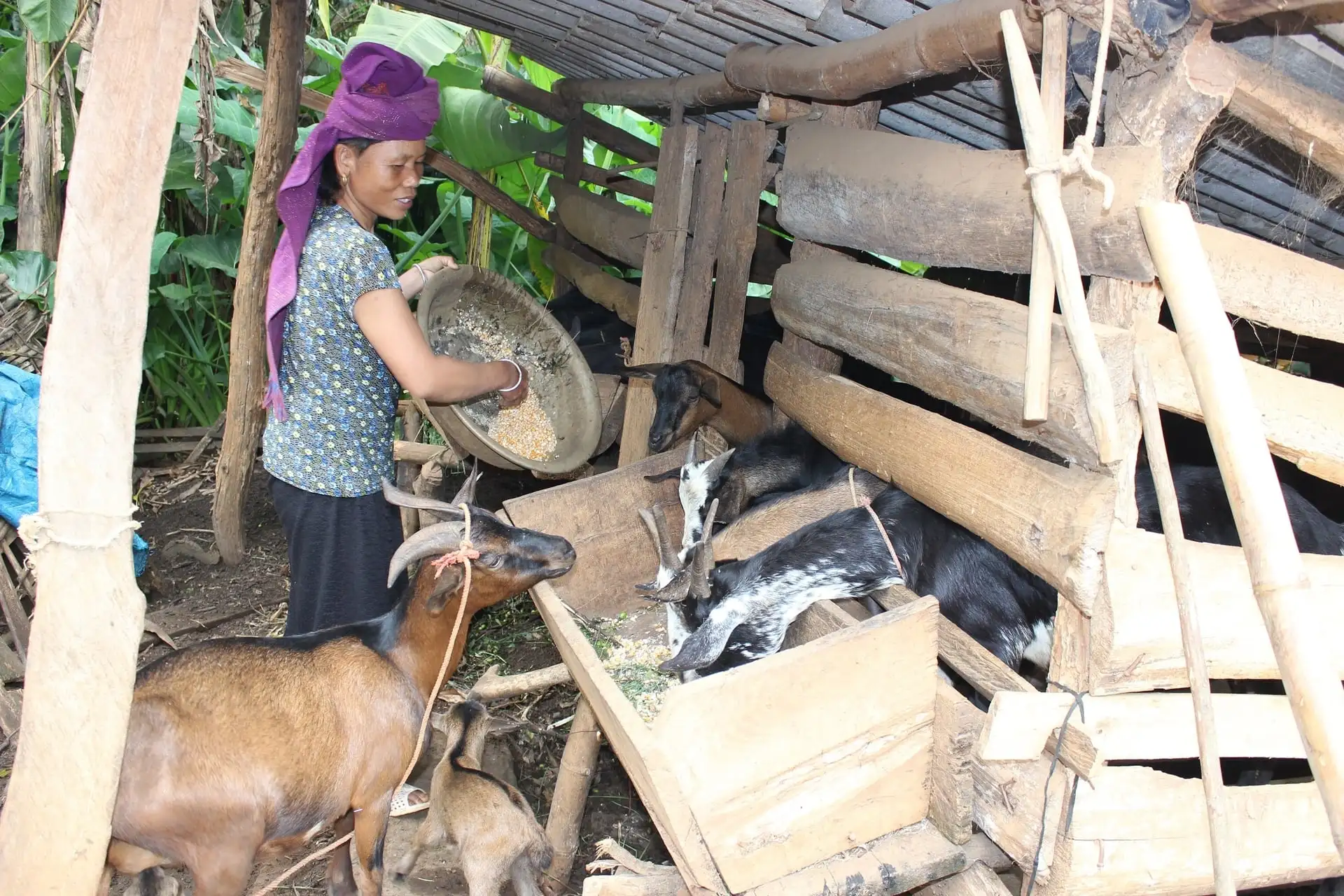 Thu trăm triệu mỗi năm nhờ thay đổi tập quán chăn nuôi