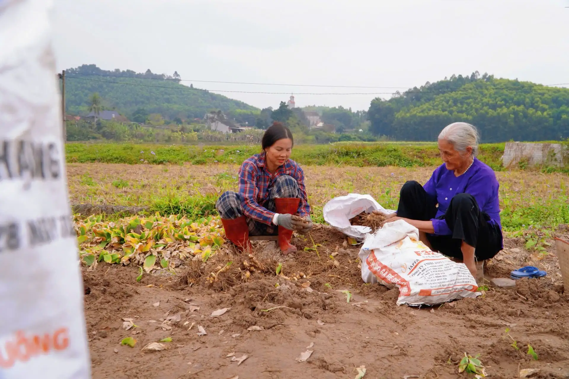 Bỏ trồng lúa, trồng lạc, dân một xã mới ở Thái Nguyên trồng cây này, bất ngờ tiền lãi cầm về nhiều thêm
