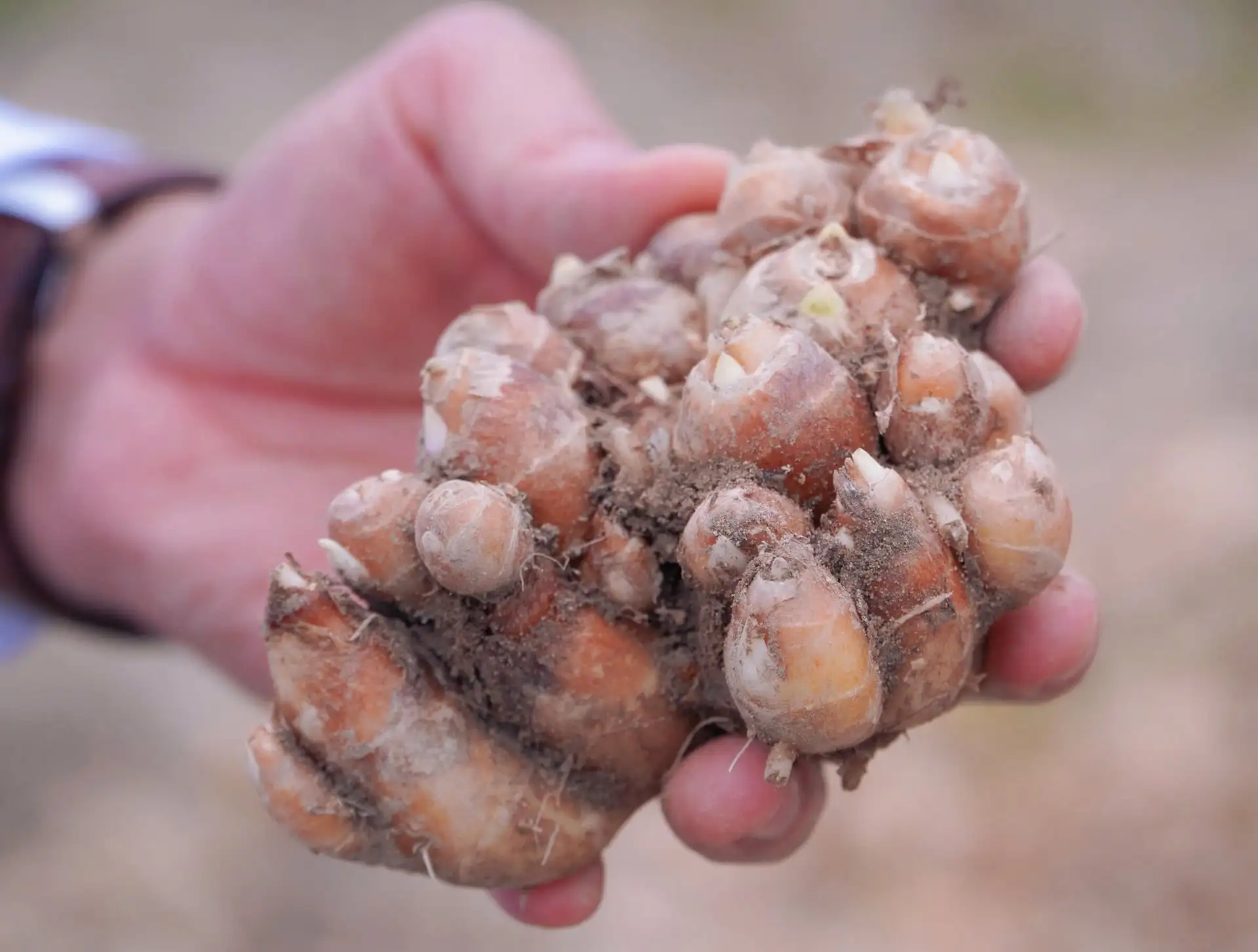 Bỏ trồng lúa, trồng lạc, dân một xã mới ở Thái Nguyên trồng cây này, bất ngờ tiền lãi cầm về nhiều thêm