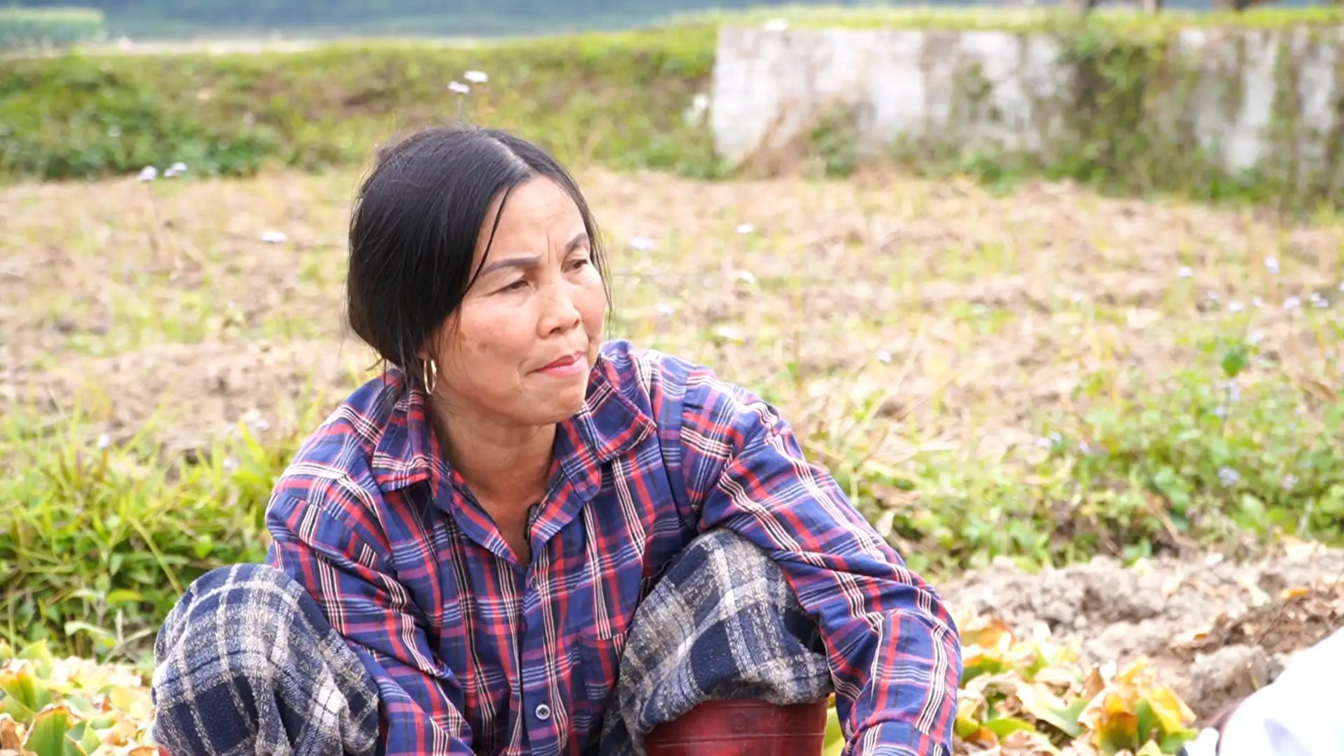 Bỏ trồng lúa, trồng lạc, dân một xã mới ở Thái Nguyên trồng cây này, bất ngờ tiền lãi cầm về nhiều thêm