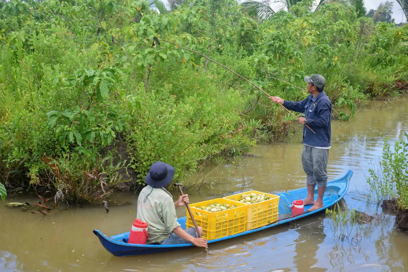 Bỏ việc lương cao về quê khởi nghiệp với trái nhàu