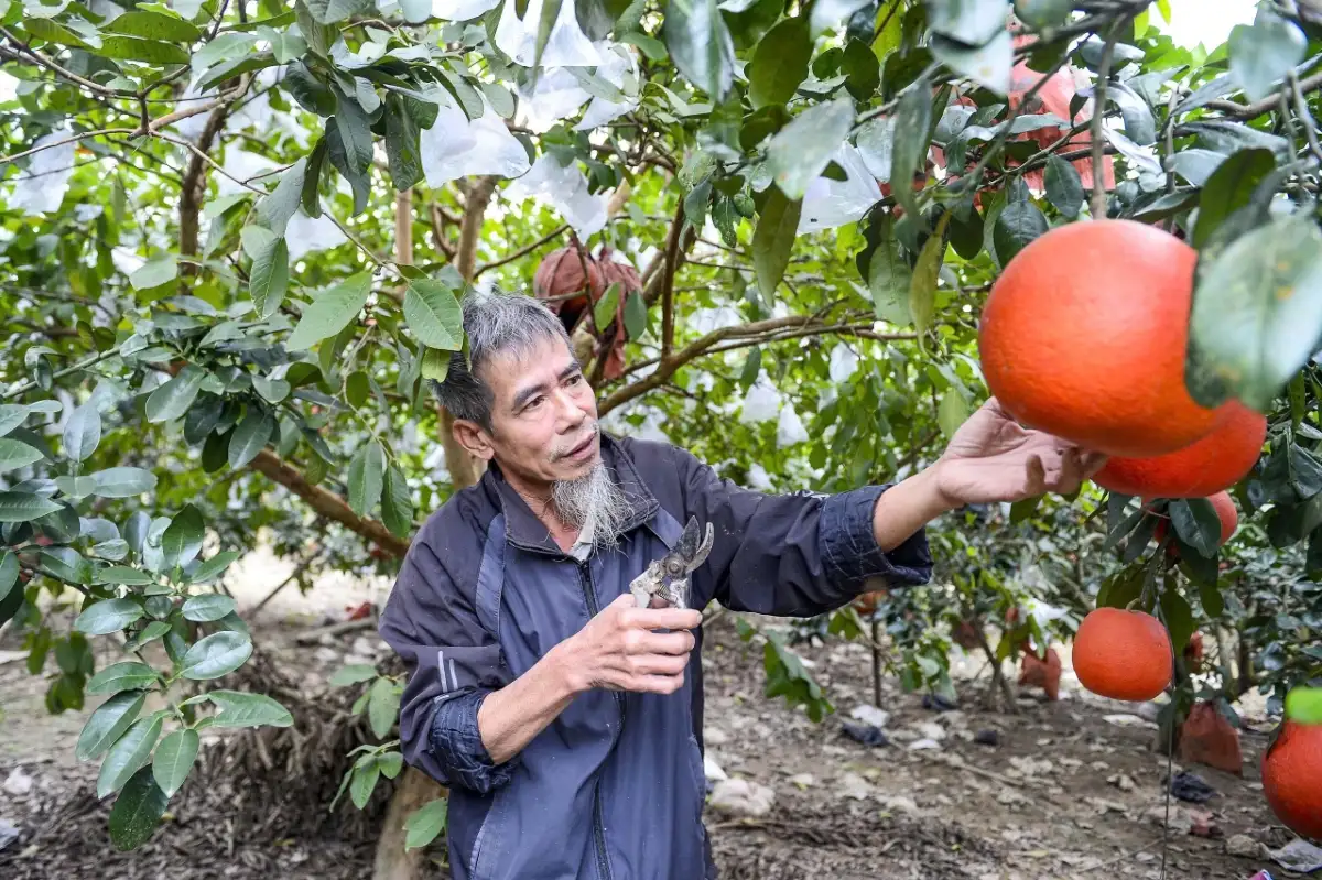 Bưởi tiến vua Luận Văn được mùa, được giá dịp Tết