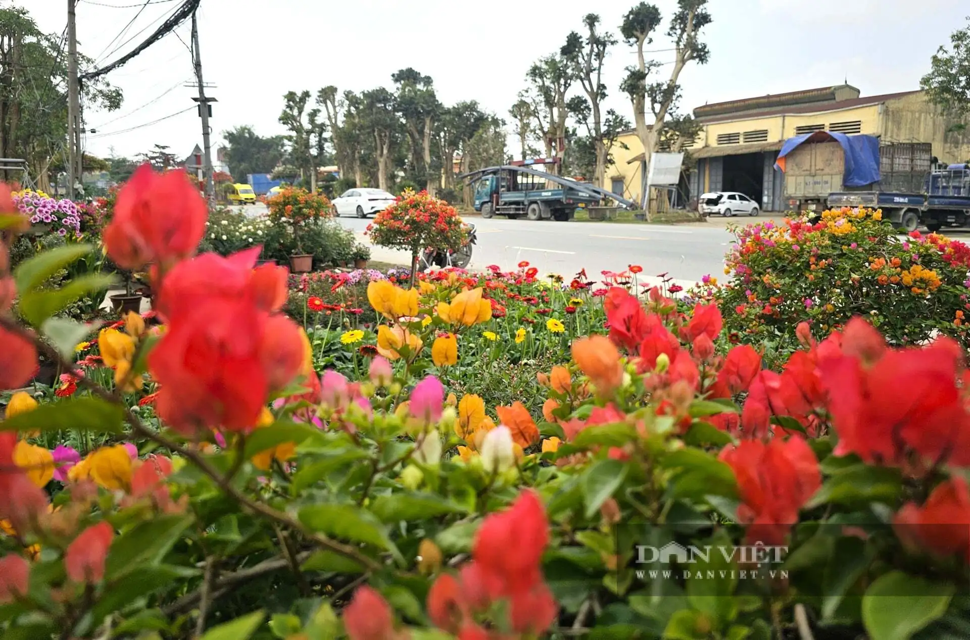 Cả làng này ở Nghệ An nhìn đâu cũng thấy cây cảnh, hoa Tết, tuyến quốc lộ này lại tấp nập mua bán, bê ra, bê vào