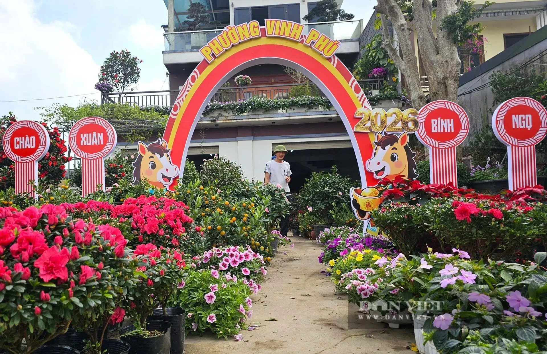 Cả làng này ở Nghệ An nhìn đâu cũng thấy cây cảnh, hoa Tết, tuyến quốc lộ này lại tấp nập mua bán, bê ra, bê vào