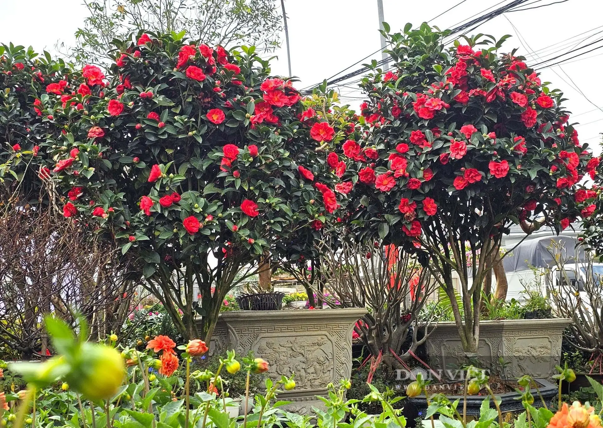 Cả làng này ở Nghệ An nhìn đâu cũng thấy cây cảnh, hoa Tết, tuyến quốc lộ này lại tấp nập mua bán, bê ra, bê vào