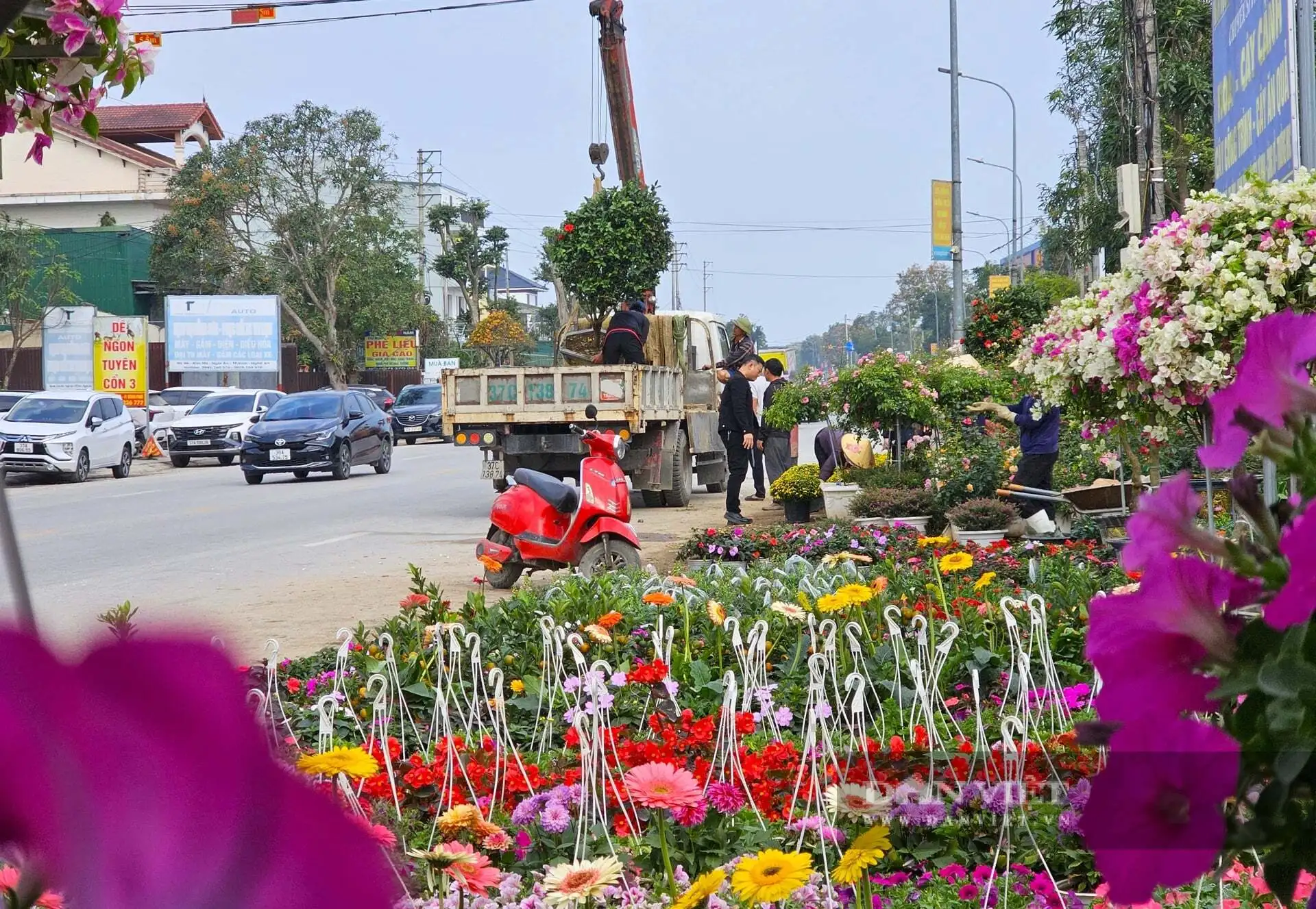 Cả làng này ở Nghệ An nhìn đâu cũng thấy cây cảnh, hoa Tết, tuyến quốc lộ này lại tấp nập mua bán, bê ra, bê vào