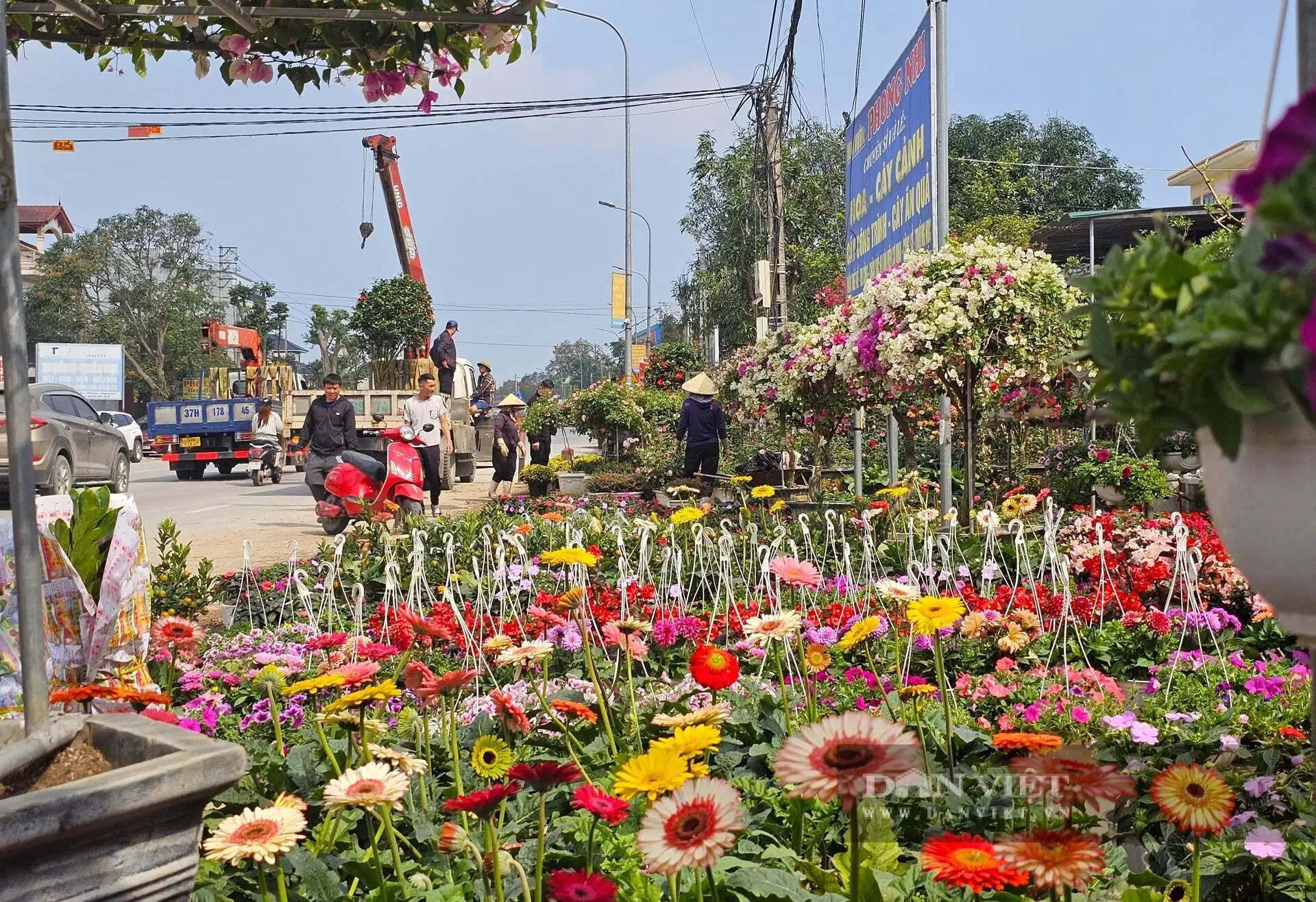 Cả làng này ở Nghệ An nhìn đâu cũng thấy cây cảnh, hoa Tết, tuyến quốc lộ này lại tấp nập mua bán, bê ra, bê vào