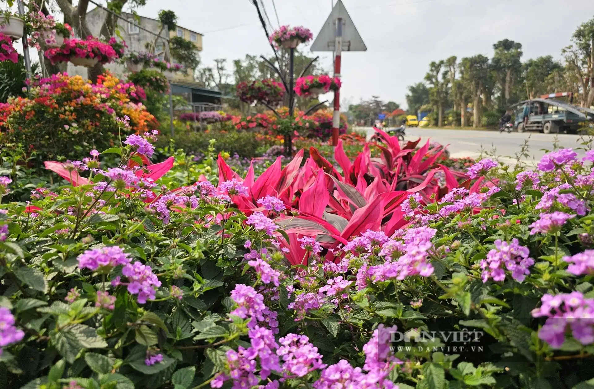 Cả làng này ở Nghệ An nhìn đâu cũng thấy cây cảnh, hoa Tết, tuyến quốc lộ này lại tấp nập mua bán, bê ra, bê vào