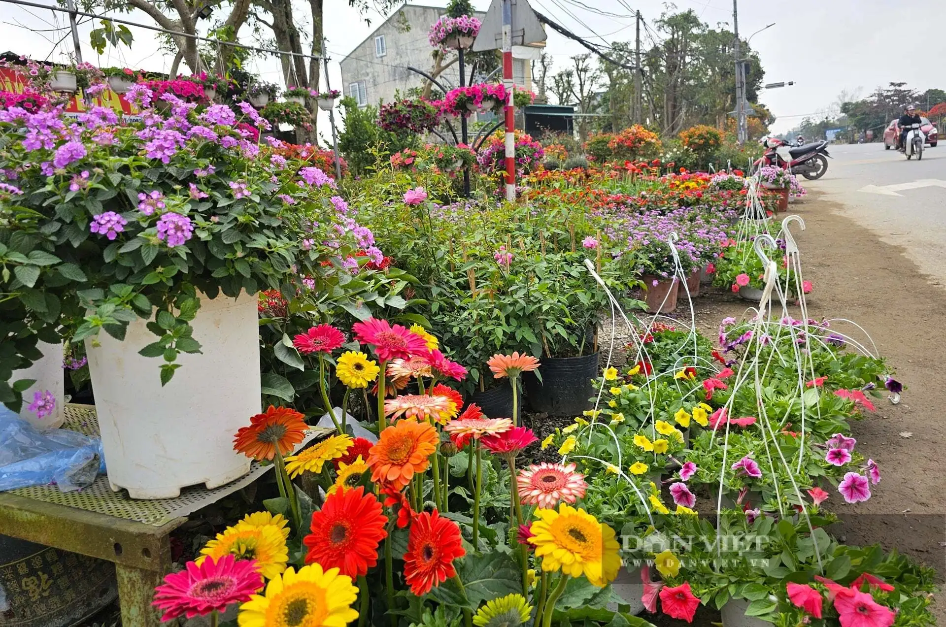 Cả làng này ở Nghệ An nhìn đâu cũng thấy cây cảnh, hoa Tết, tuyến quốc lộ này lại tấp nập mua bán, bê ra, bê vào